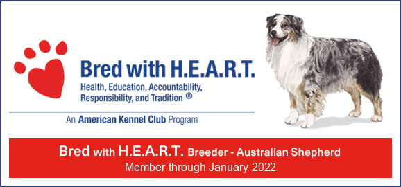 American Kennel Club