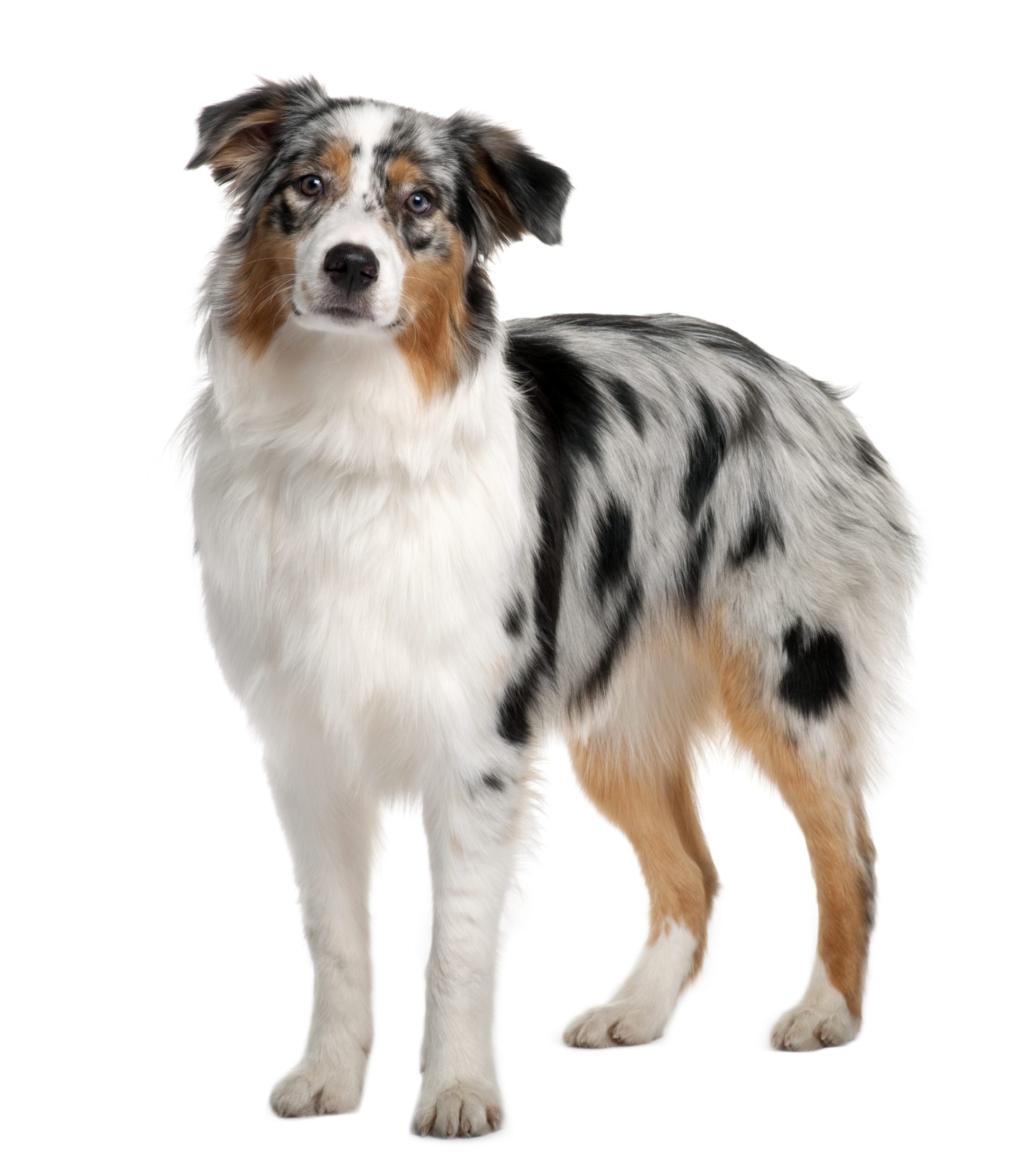 Australian Shepherd dog, 7 months old, standing in front of white background