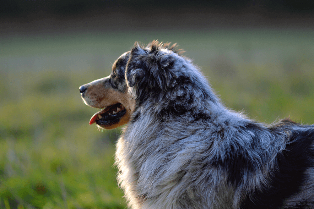 CCA Aussie