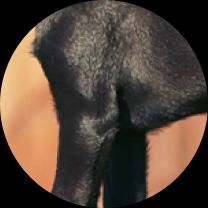Elbow Dysplasia