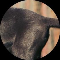 Hip Dysplasia
