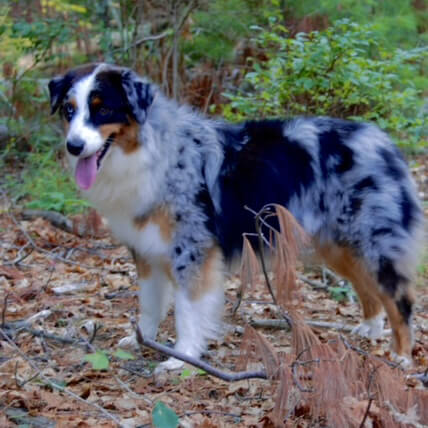 Willa-2