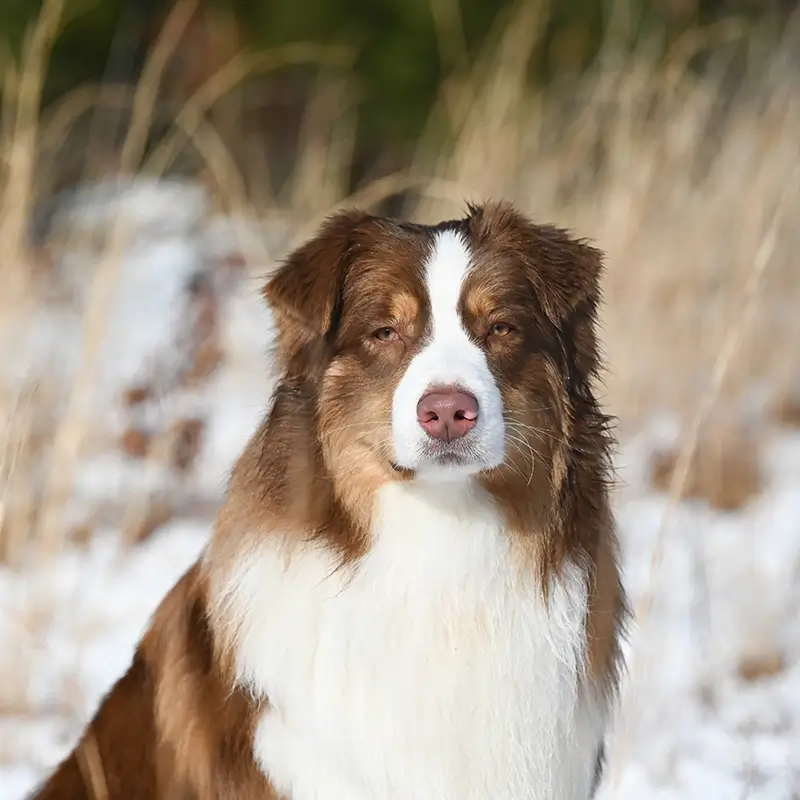 emmett-1