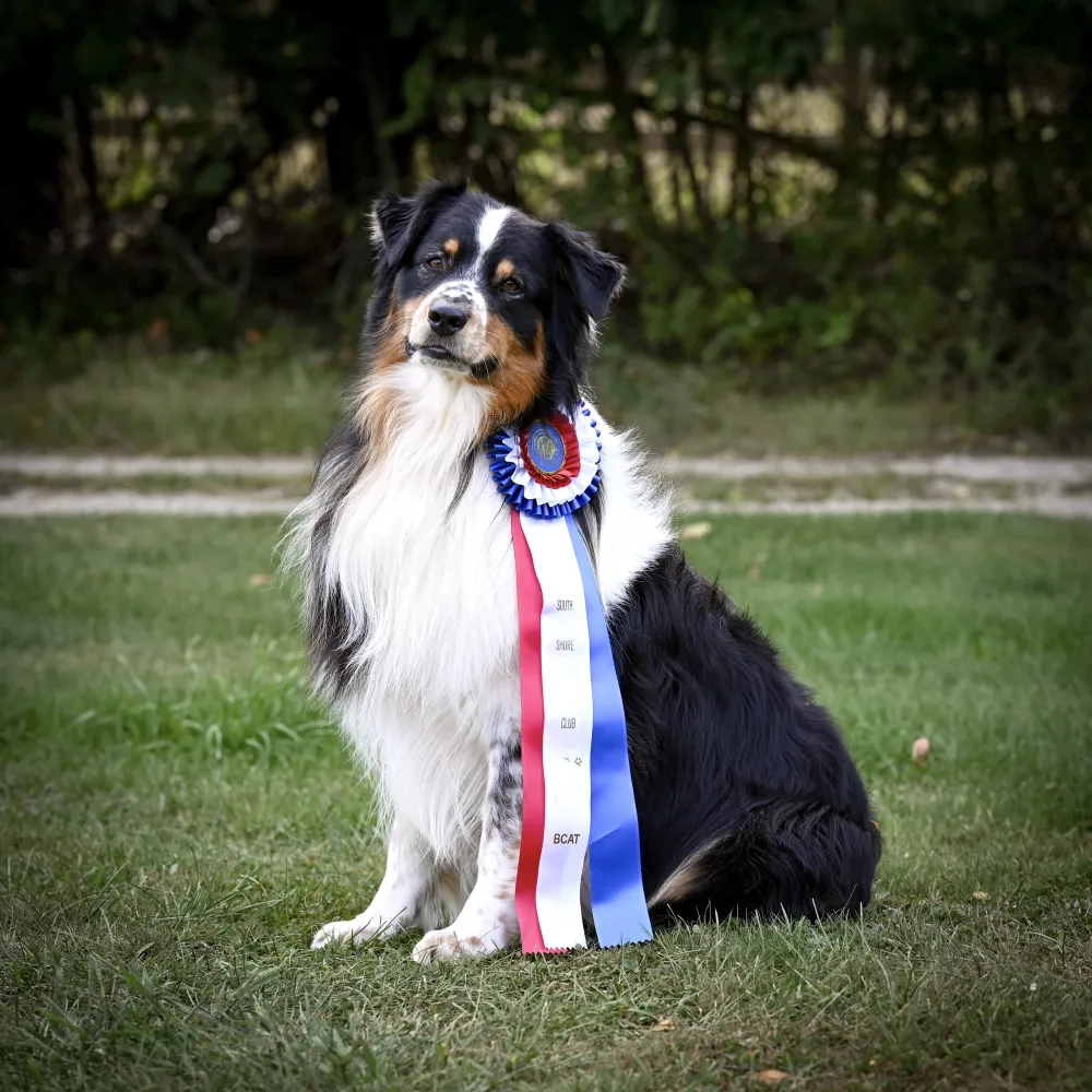 Wesley, Clover Creek Aussies stud, with his Fast CAT BCAT ribbon