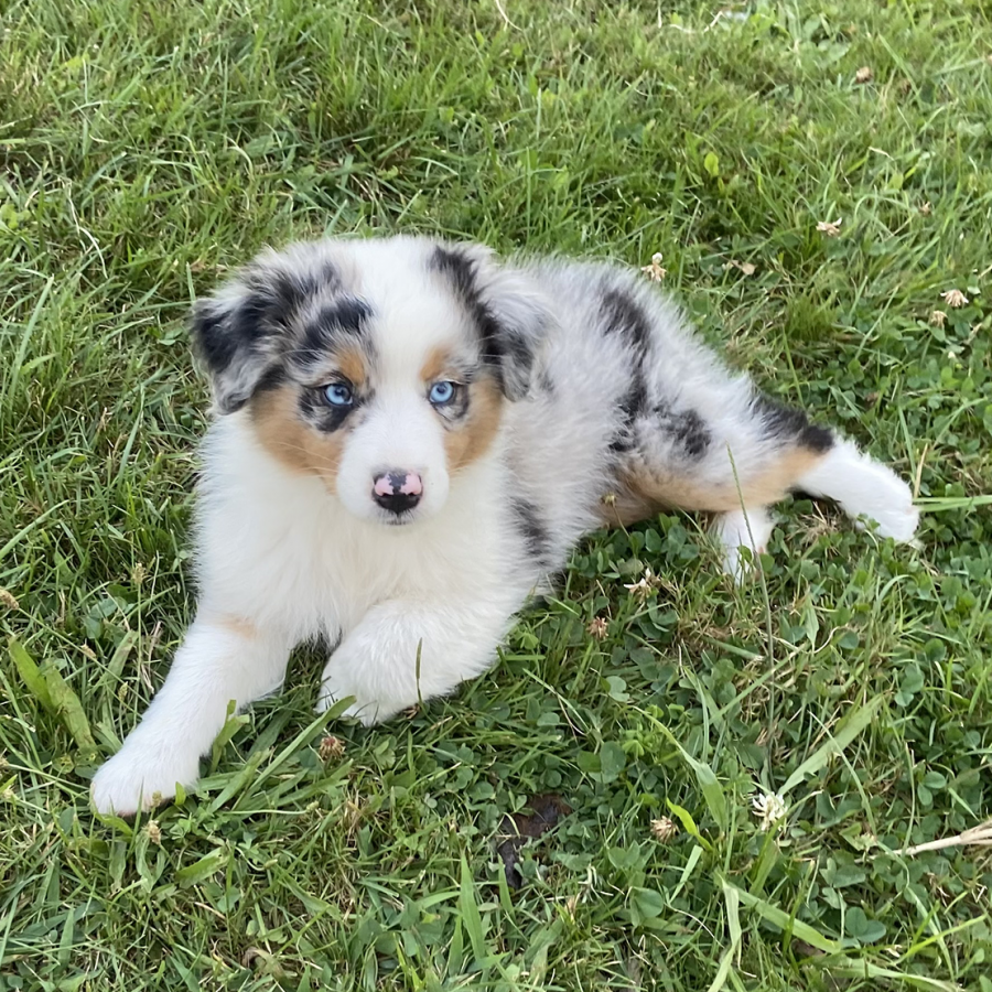 Puppies CCA Hero