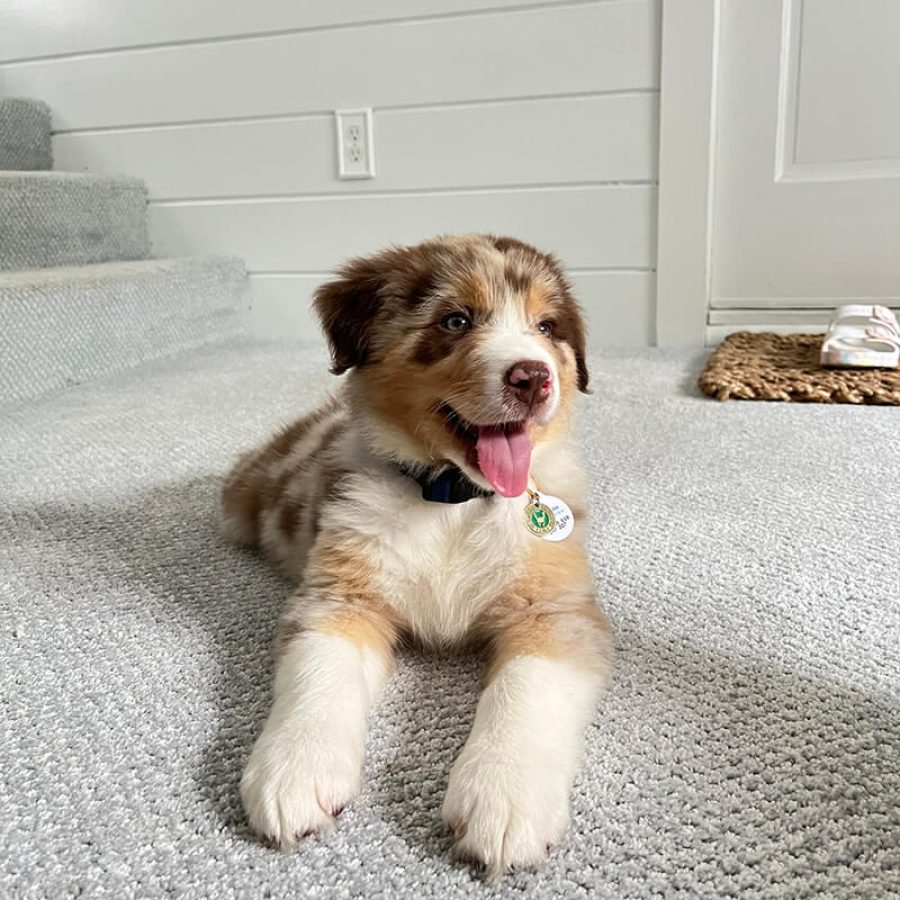 puppies2