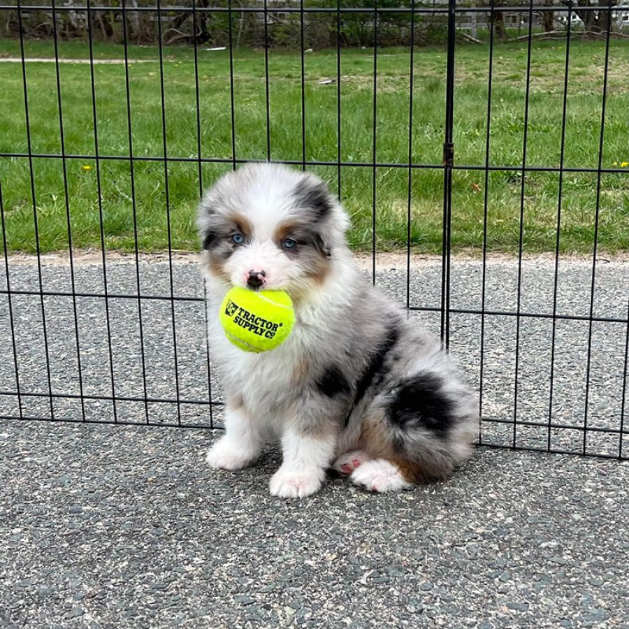 puppies3