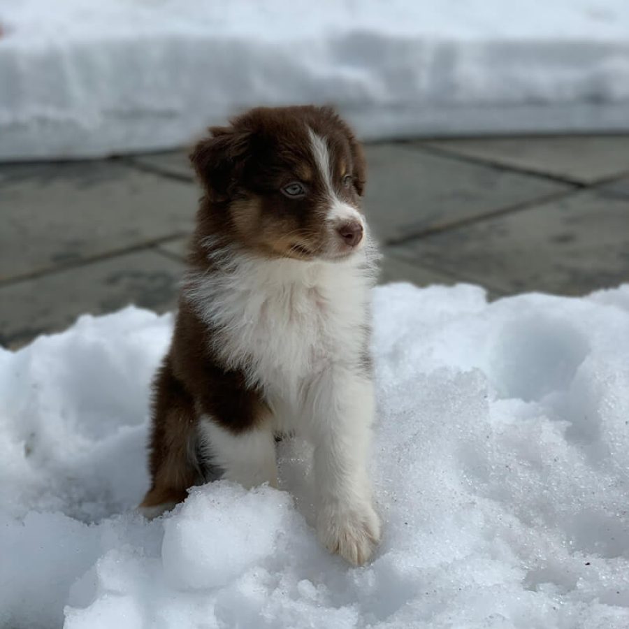 puppies4