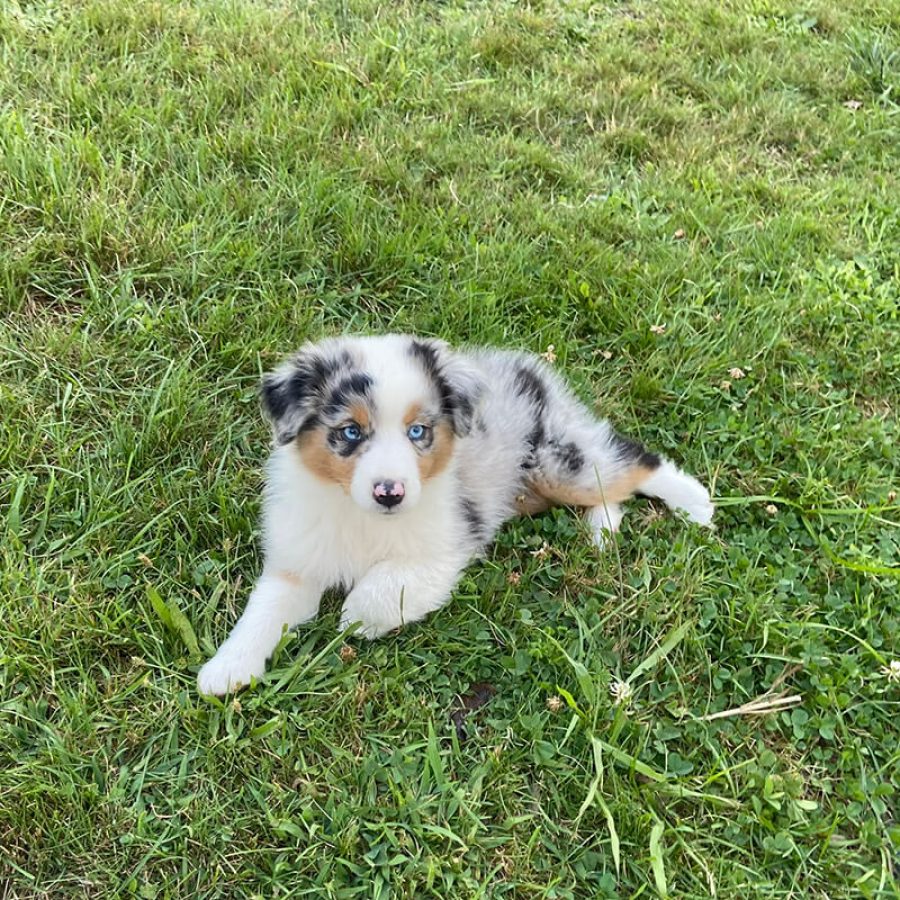 puppies5