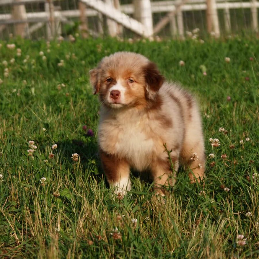 puppies7
