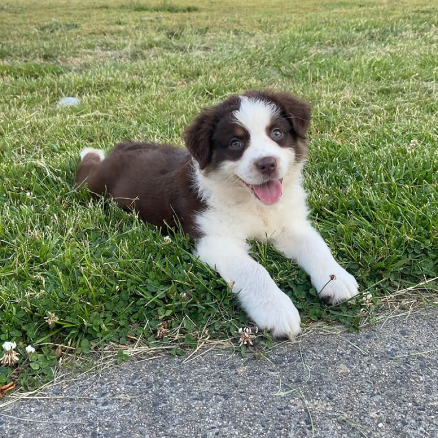 puppies8